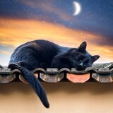 A Gentle Pause In Dreaming Time