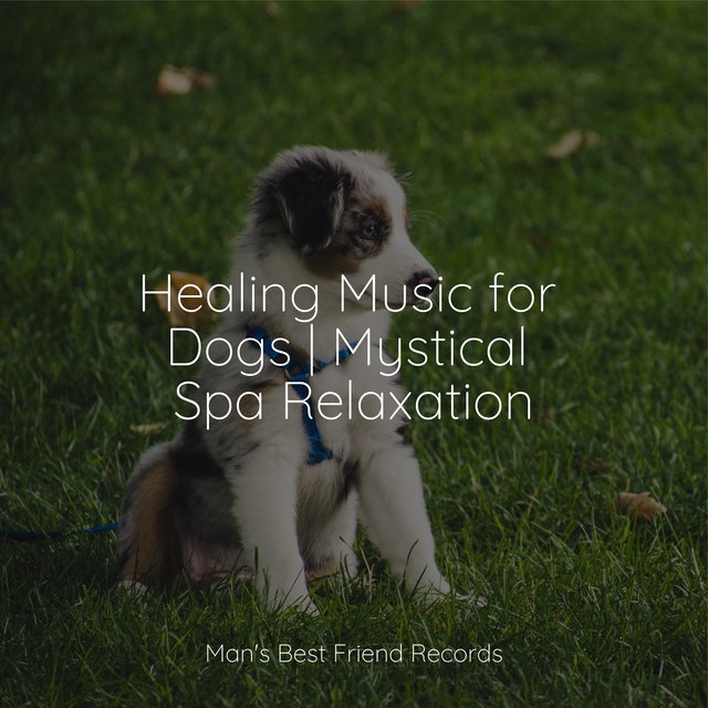 Healing Music for Dogs | Mystical Spa Relaxation