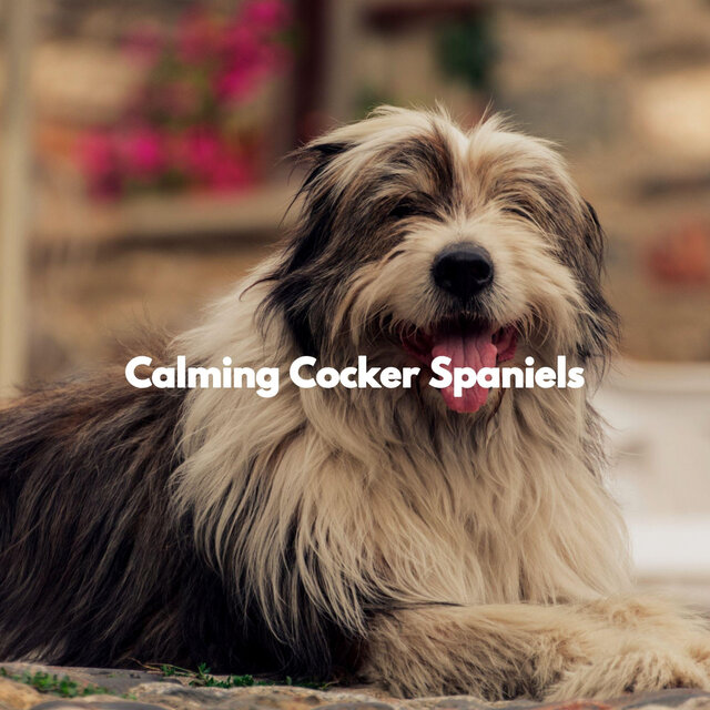 Calming Cocker Spaniels