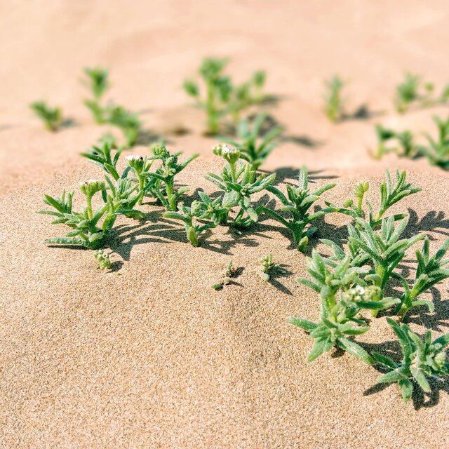 Sage