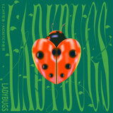Ladybugs