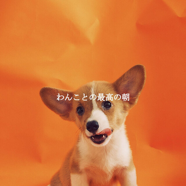 わんことの最高の朝