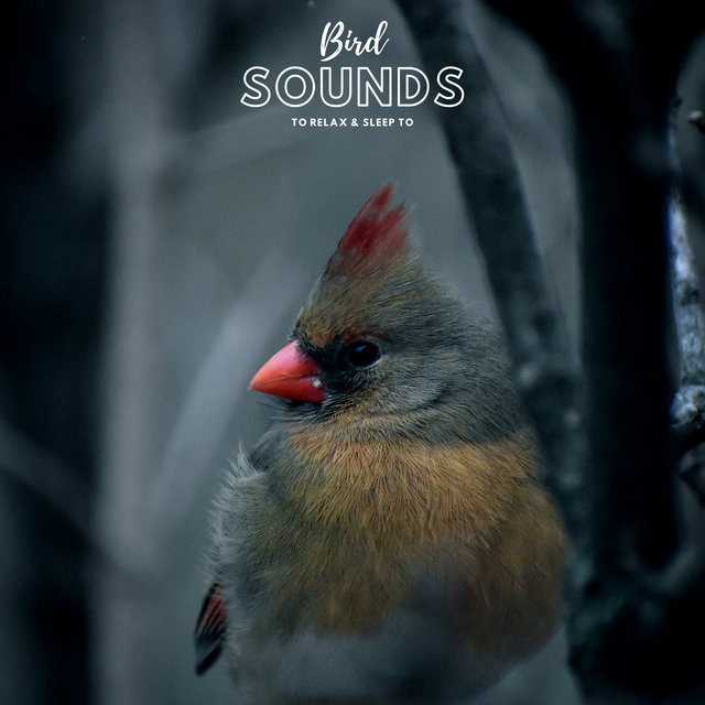 Bird Sounds to Relax and Sleep to