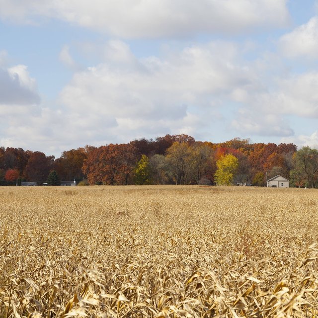 Indiana Love
