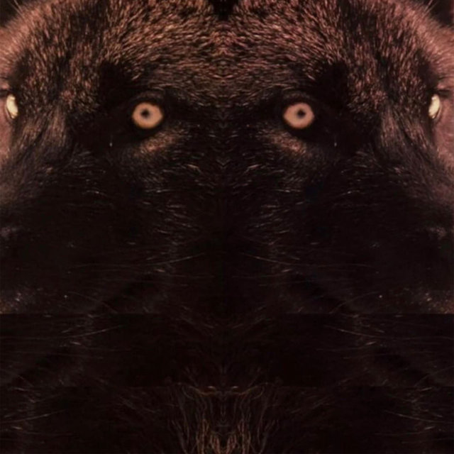 Common Wolves