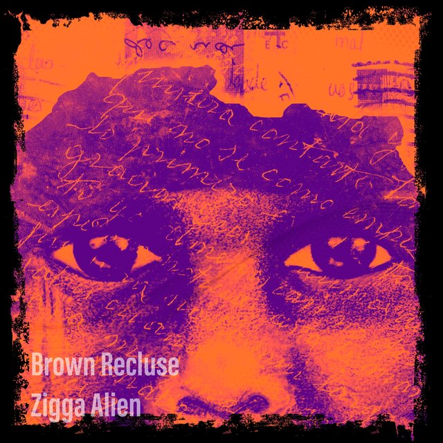 Brown Recluse