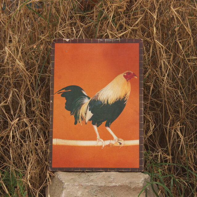 Gallo De Oro