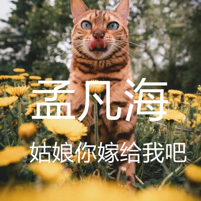 姑娘你嫁给我吧