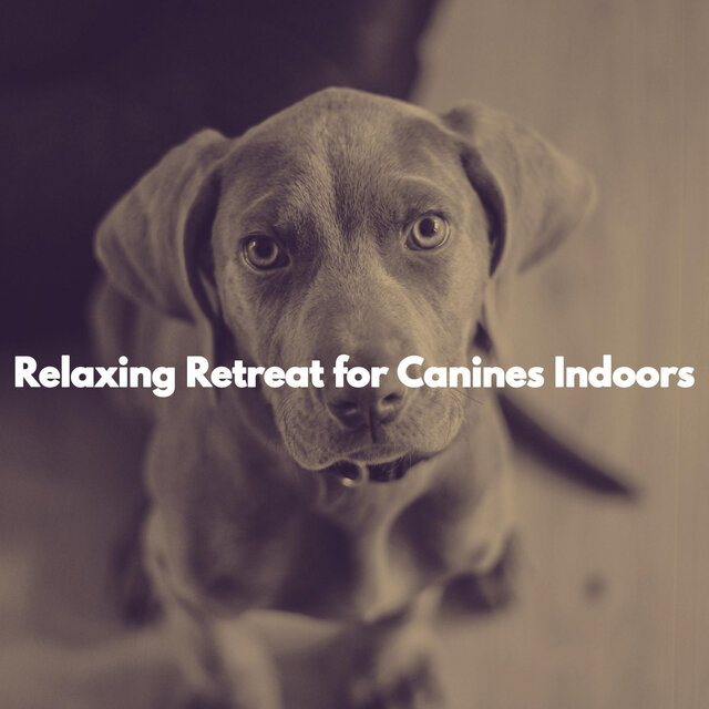 Relaxing Retreat for Canines Indoors