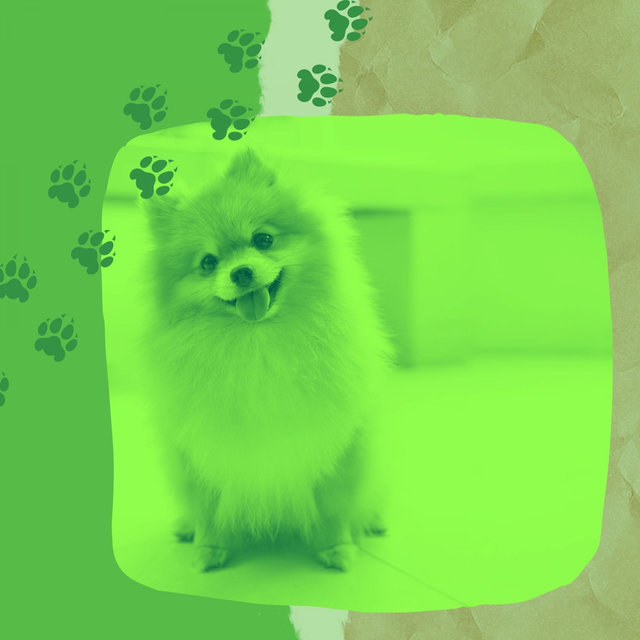 Grand Music for Sleepy Dogs - Glockenspiel Music