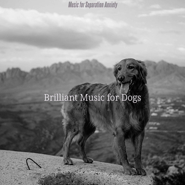 Music for Separation Anxiety