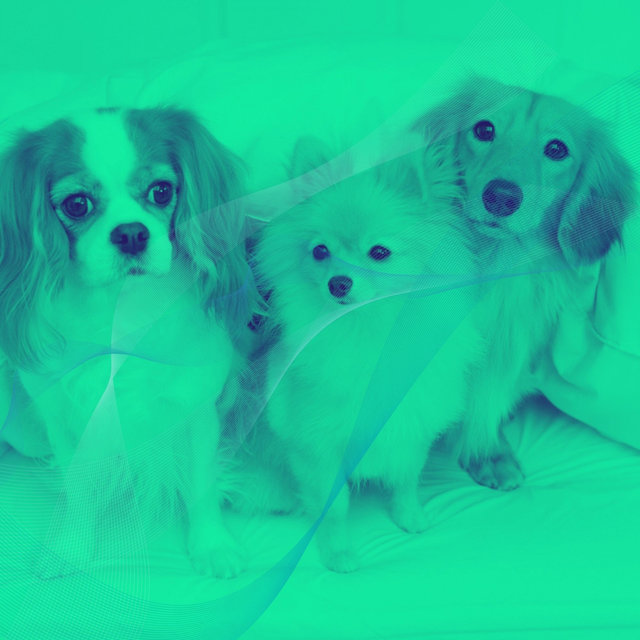 Music for Relaxing Your Dog