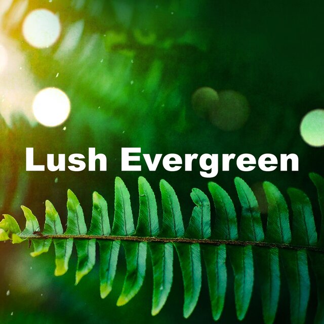 Lush Evergreen