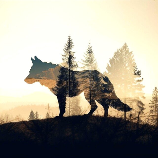Wolf Howling Ambience