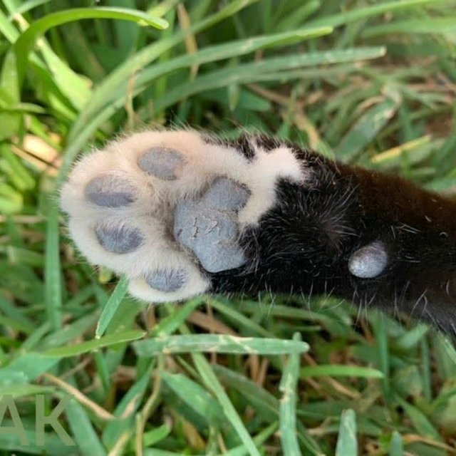 Paws