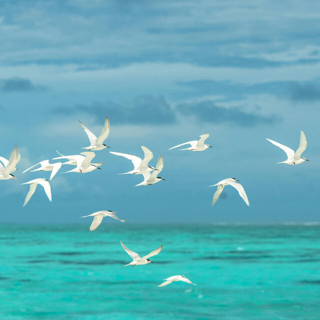 Sea Lands