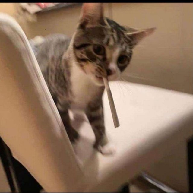 Blunt