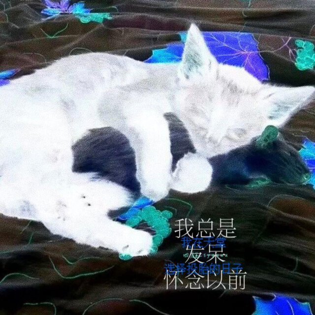 我总是发呆怀念以前，我在天堂选择投胎的日子