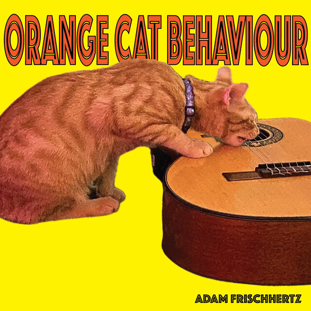 ORANGE CAT BEHAVIOUR