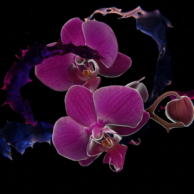 Bloom