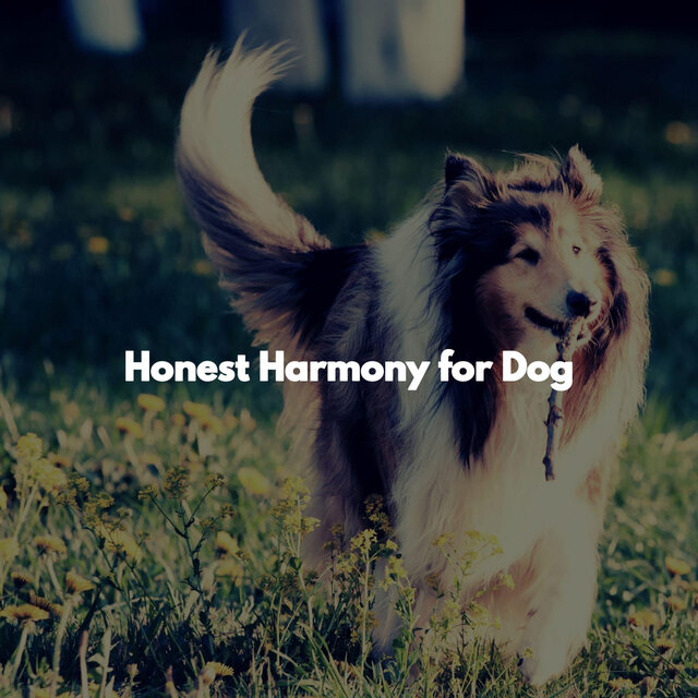 Honest Harmony for Dog
