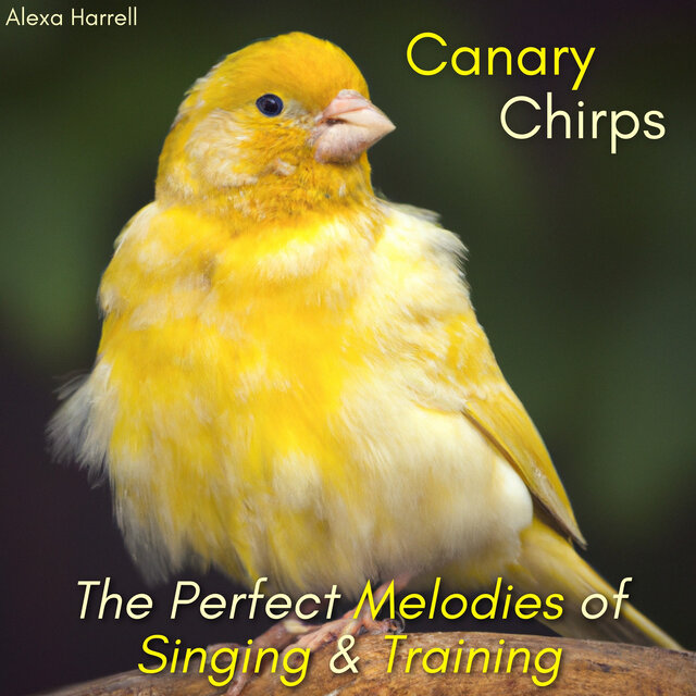 Canary Chirps: The Perfect Melodies of Singing & Training