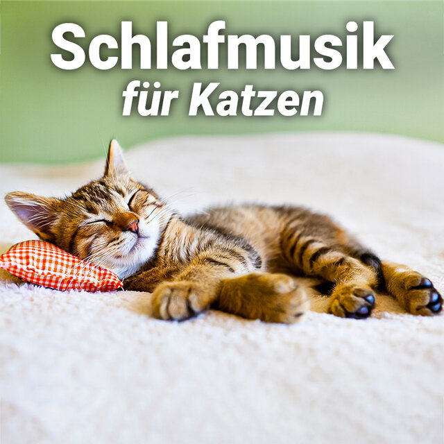 Schlafmusik für Katzen
