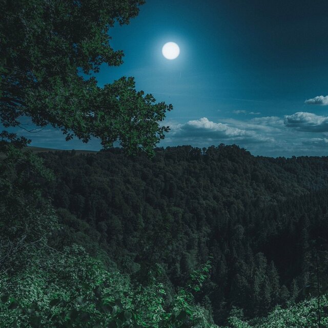 A Moonlit Path