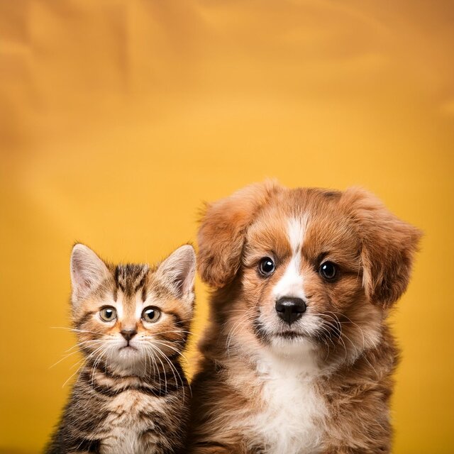 Lofi Al Ritmo De Los Dulces Sueños De Tus Mascotas