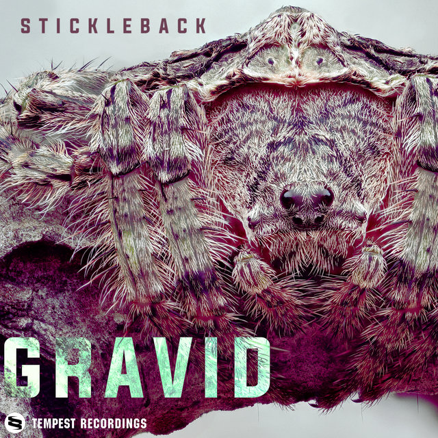 Gravid