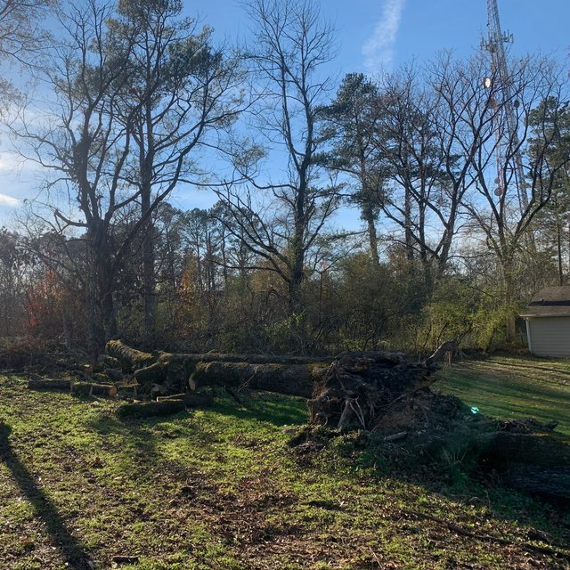Great White Oak
