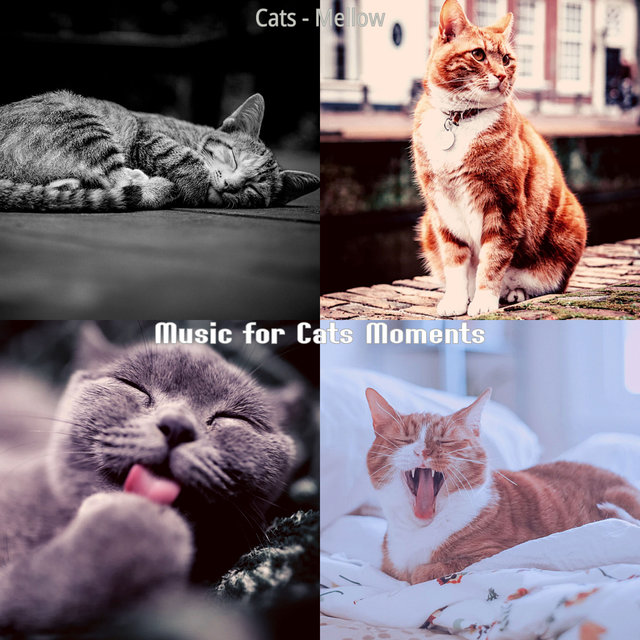 Cats - Mellow