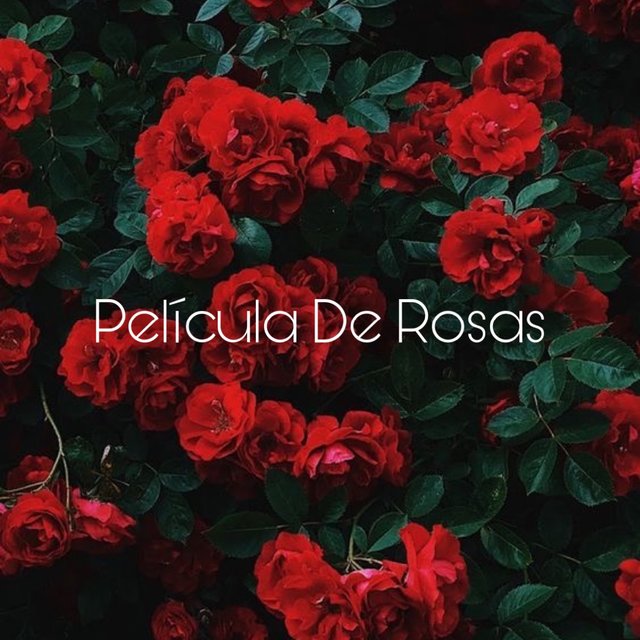 Película De Rosas