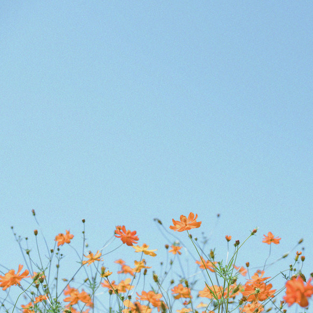 All flowers bloom in their respective seasons