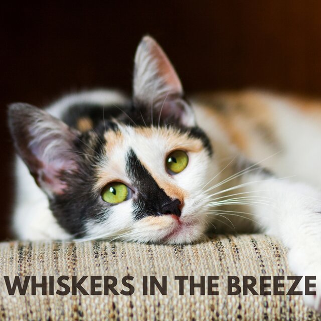 Whiskers in the Breeze