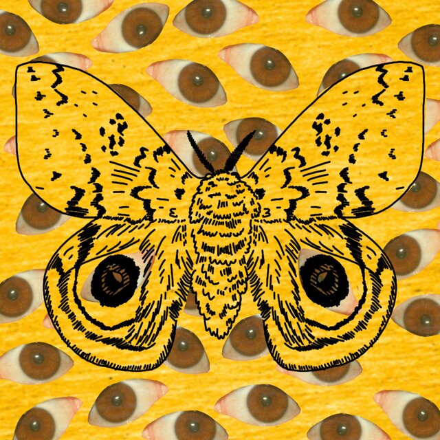 Automeris Io