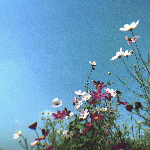 Bloom