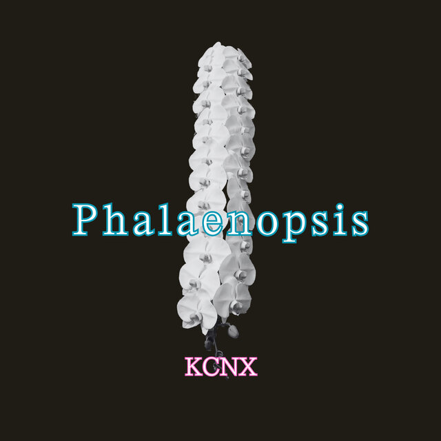 Phalaenopsis