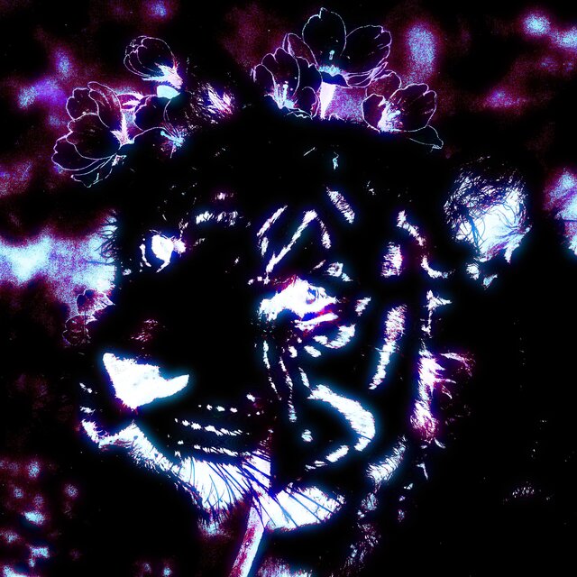 TIGER BLOSSOM