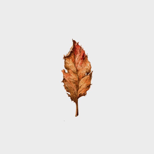 Leaves