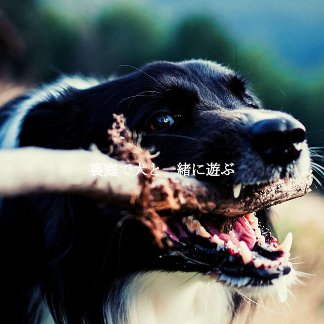裏庭で犬と一緒に遊ぶ