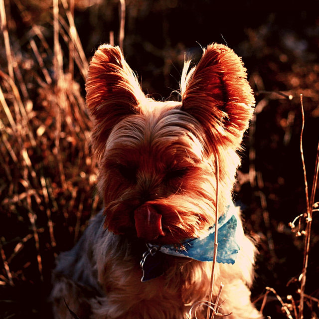 Background Music - Resting Puppies