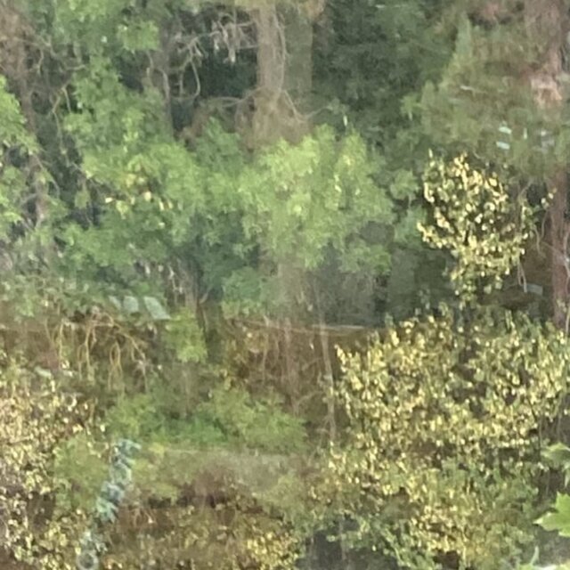 Forests