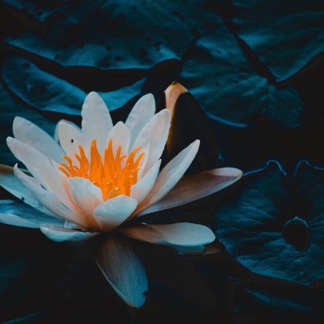 Mekong Lotus