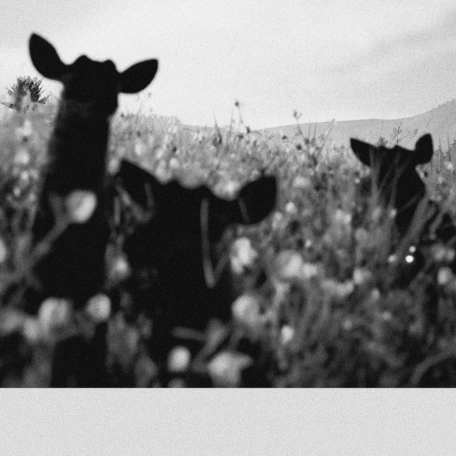 130 Miles (feat. Tieren Costello)