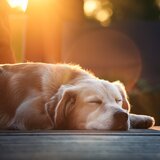 Música Para El Sueño De Los Perros