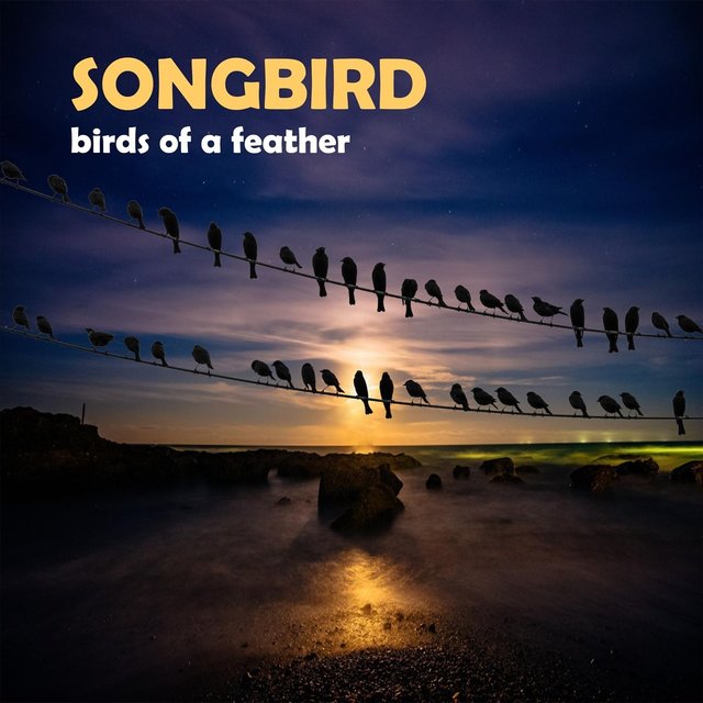 Birds of a Feather