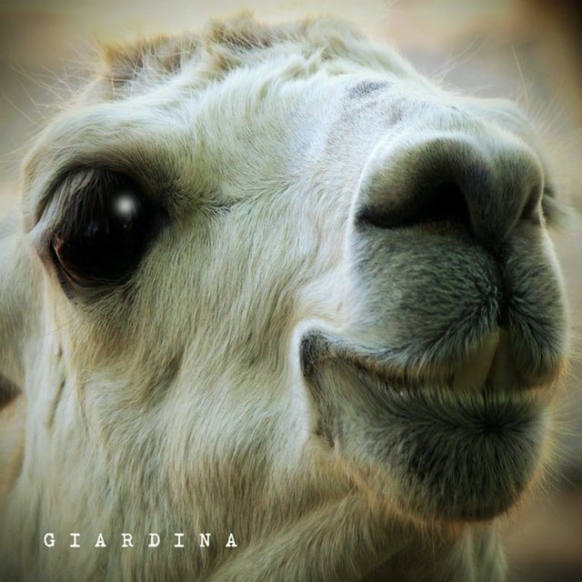 Giardina
