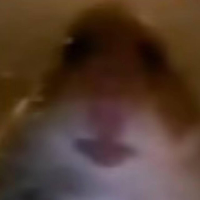 Hamster Cult!