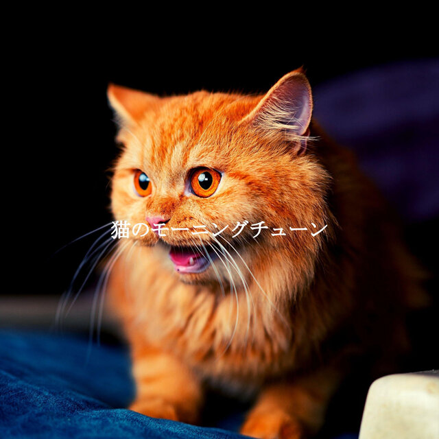 猫のモーニングチューン